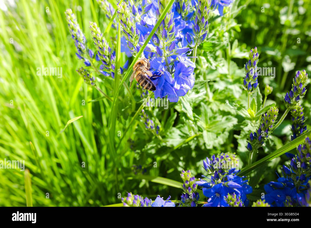 Api mellifere che impollina fiori veronica blu, evidenziando la fioritura primaverile e l'attività attiva degli insetti in un ambiente naturale. Foto Stock