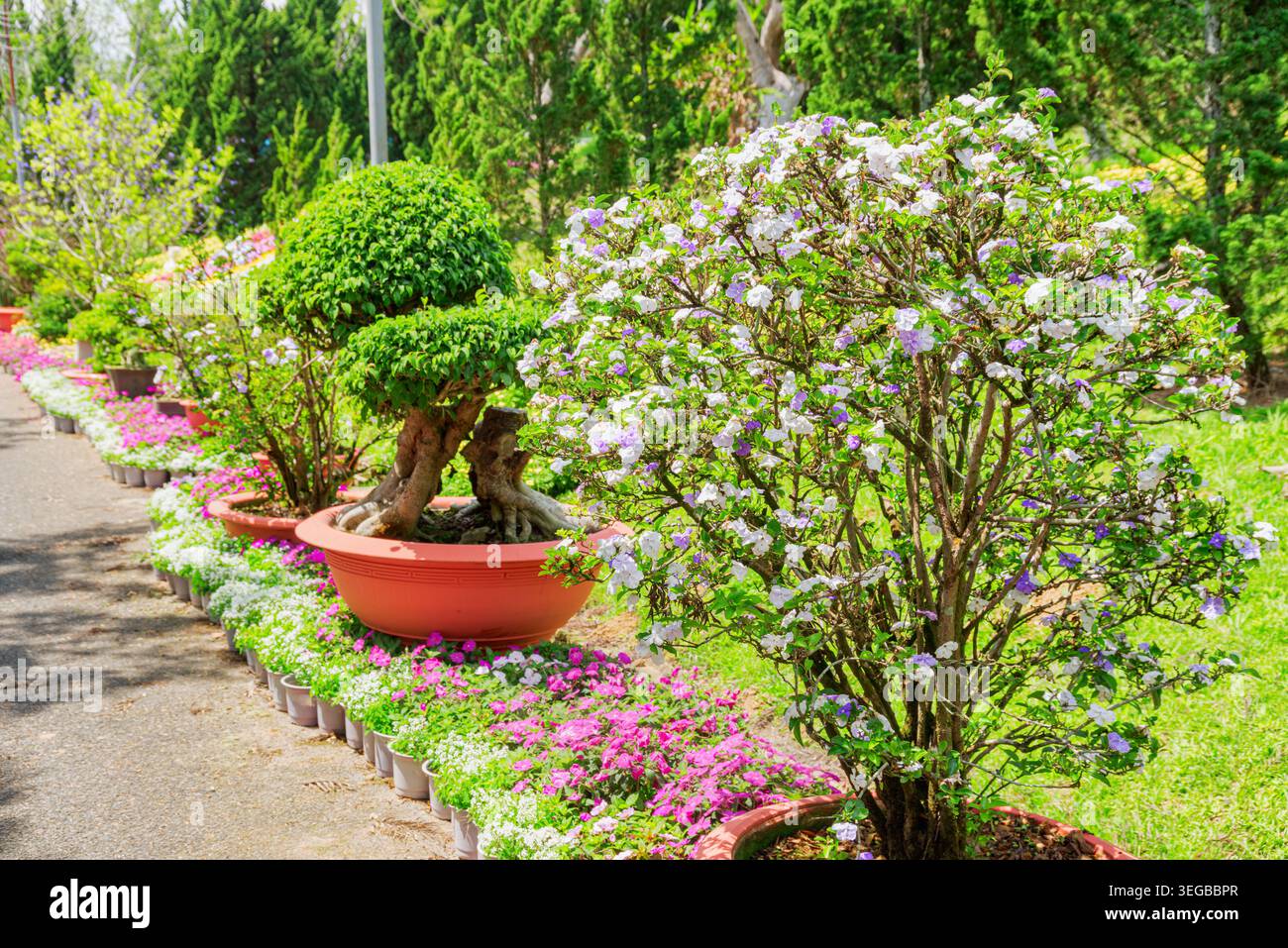 Sentiero tra alberi verdi e cespugli colorati, da Lat, Vietnam Foto Stock