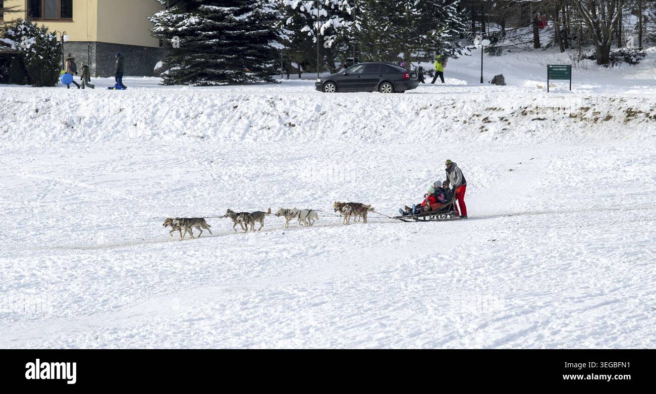 Donovaly, Slovacchia - 5 gennaio 2026 - famiglia in sella a una slitta trainata da cani a Donovaly, Slovacchia Foto Stock
