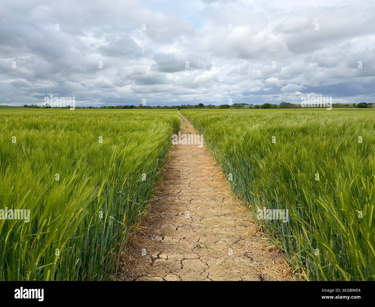 Un sentiero pubblico attraverso un campo di orzo verde maturo in una giornata di primavera nuvolosa, Inghilterra, Regno Unito. Foto Stock