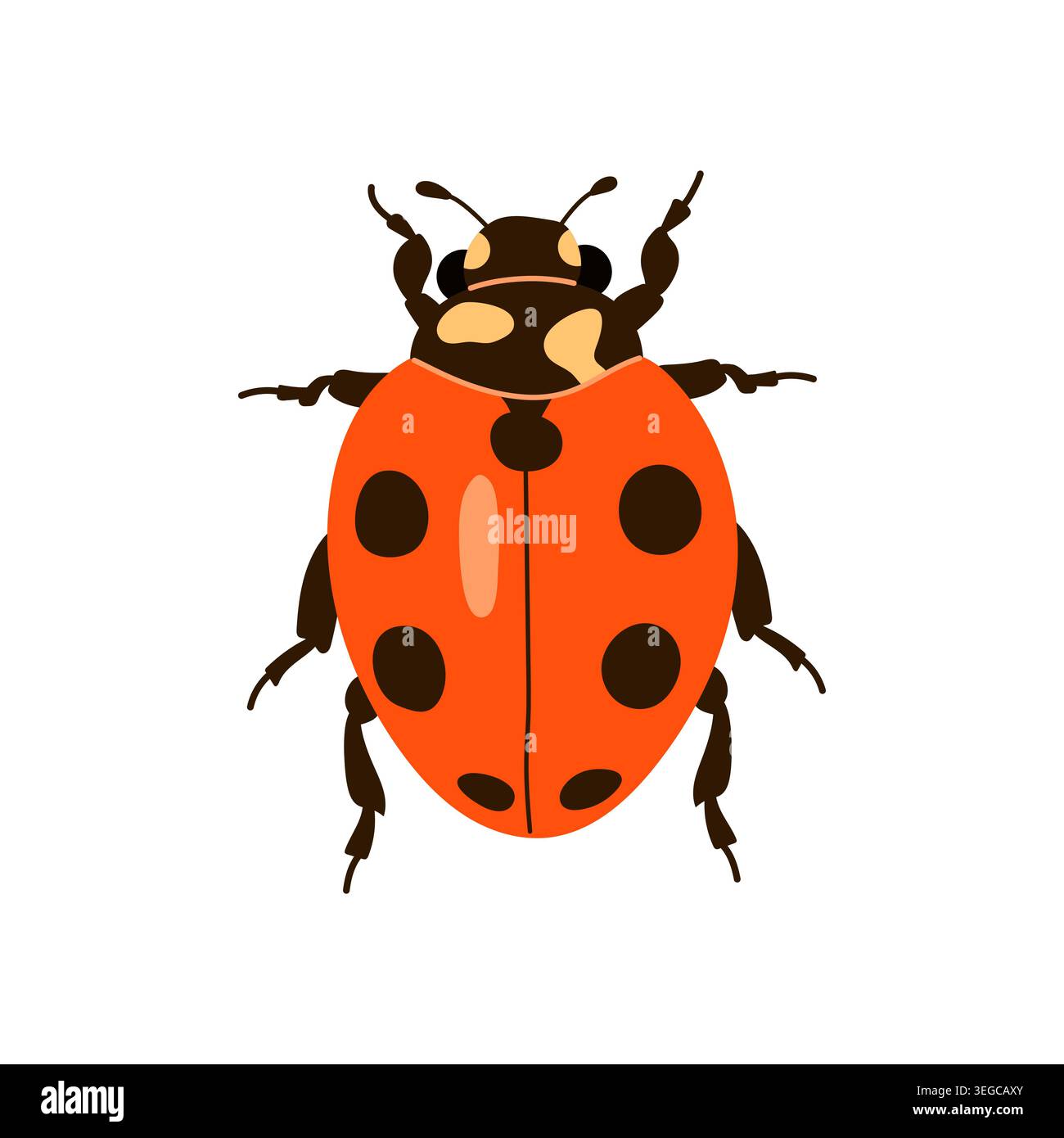 Simpatico coccinello rosso con macchie nere, illustrazione vettoriale dall'alto isolata su sfondo bianco Illustrazione Vettoriale