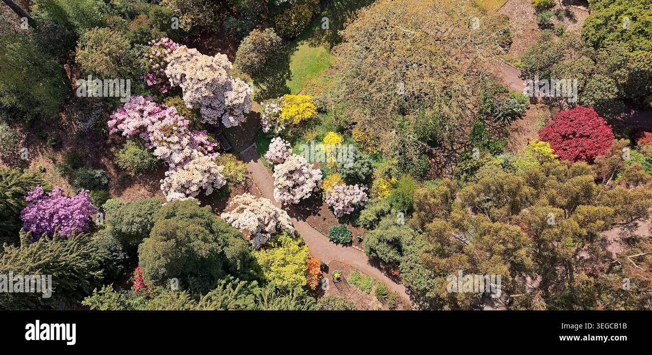 Inverewe Garden, giardino botanico Poolewe Scotland, percorso attraverso rododendri colorati in primavera Foto Stock