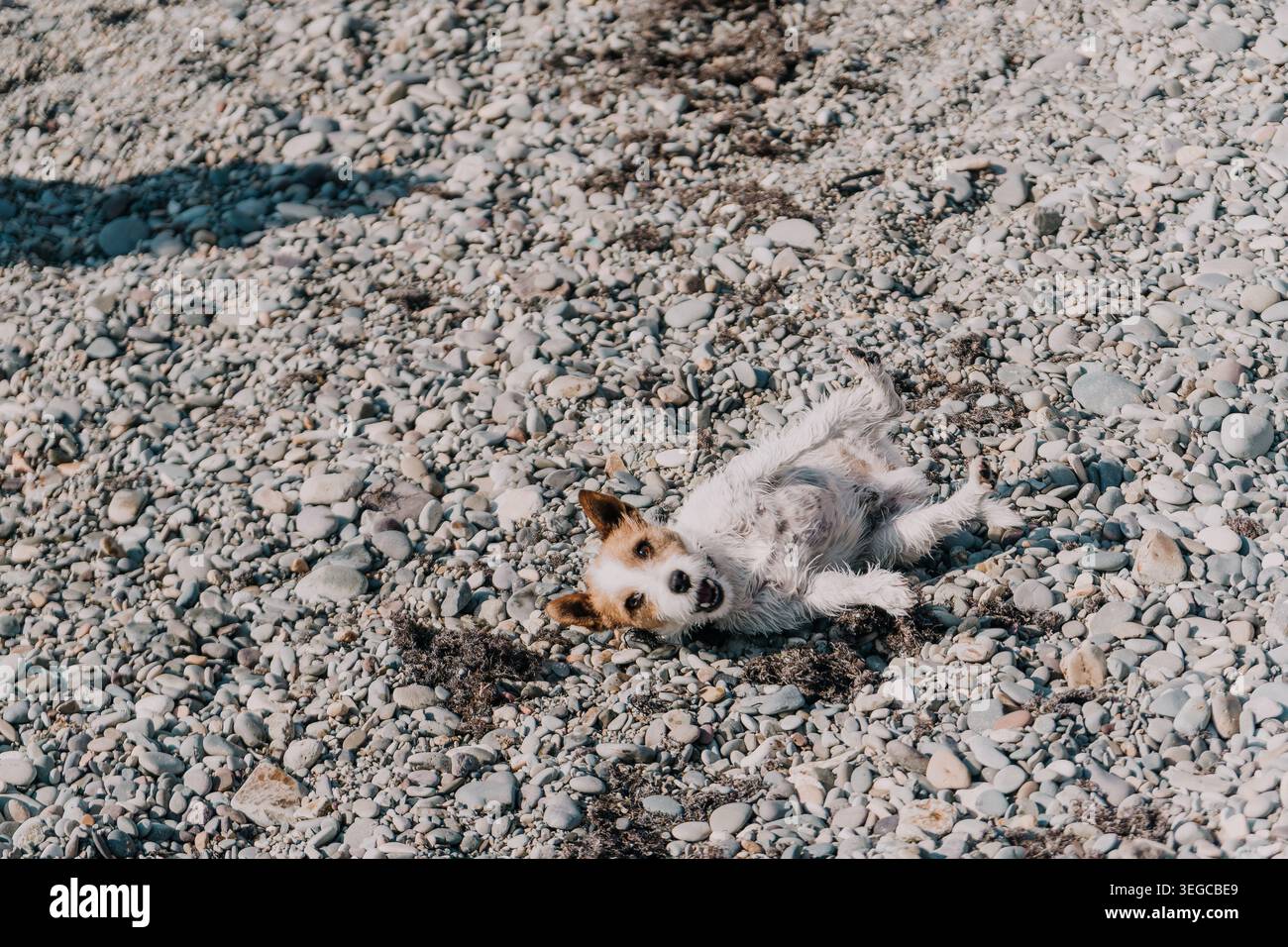 Sassolini Jack Russell terrier sulla schiena su una spiaggia di ciottoli, dove potrai goderti il sole, rilassarti all'aperto Foto Stock