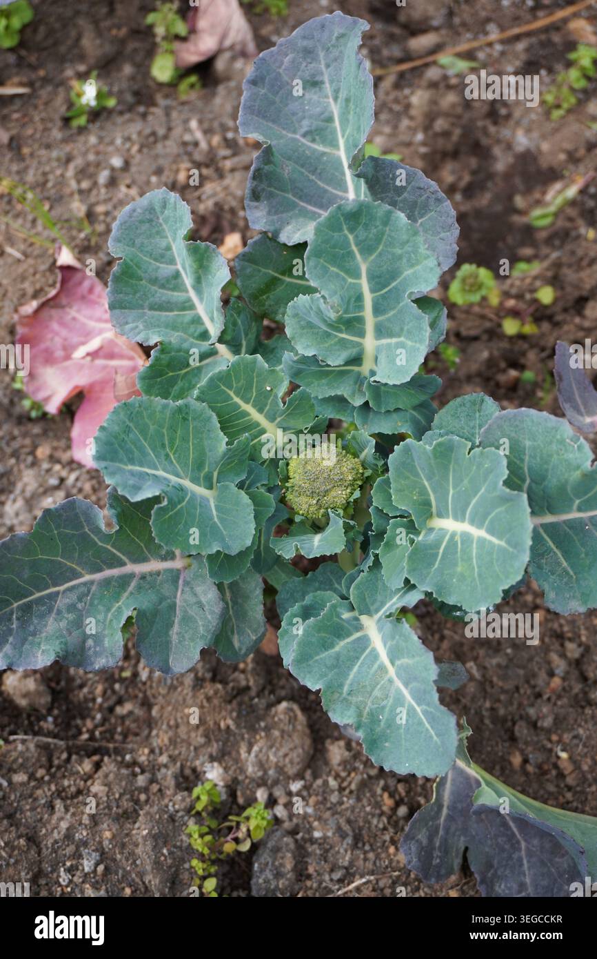 Pianta di broccoli. Broccoli maturi. Coltivare broccoli nell'orto o in serra. Pianta di broccoli nel terreno. Lavori di giardinaggio. Foto Stock