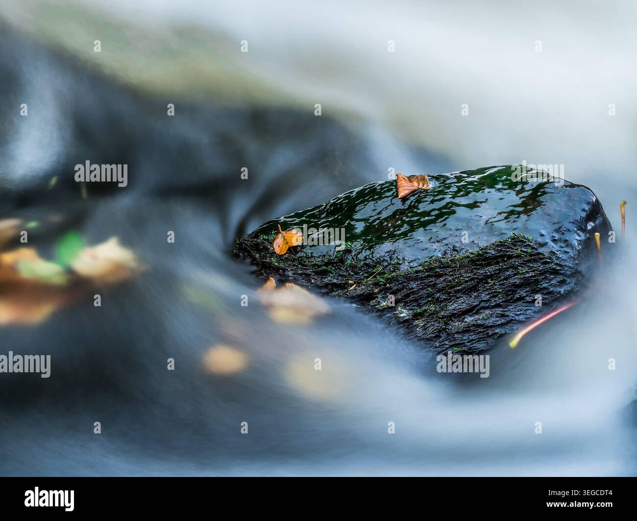 Foglie autunnali che riposano su una roccia umida e muscolosa circondata da un'acqua fluviale liscia e liscia Foto Stock