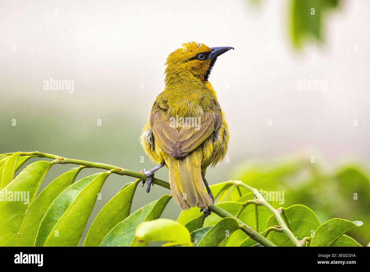 Uccelli,natura,Ornitologia,Piume,animali,esterni,Foresta,albero,Foglia,giallo,Gola,becco,occhio,primo piano,Zoologia,ecosistema,biodiversità,libertà,bellezza,composizioni Foto Stock