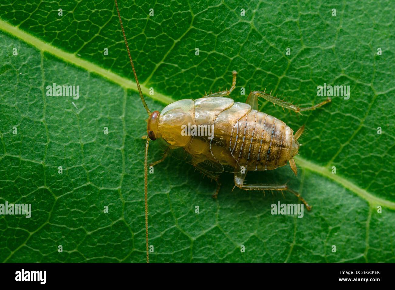 Piccolo scarafaggio in legno ninfa su foglia verde vibrante, anatomia macro dettagliata, antenne e gambe visibili in un habitat naturale all'aperto. Fotografia in Thailandia, Foto Stock