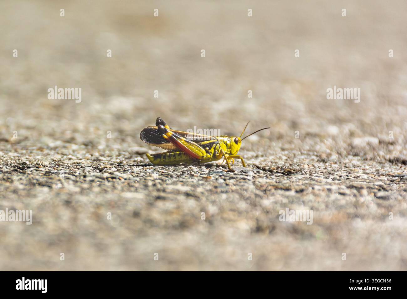 Durante il nostro tour in Namibia ci siamo imbattuti in un piccolo sciame di locuste che si muovevano in una piccola zona. Foto Stock