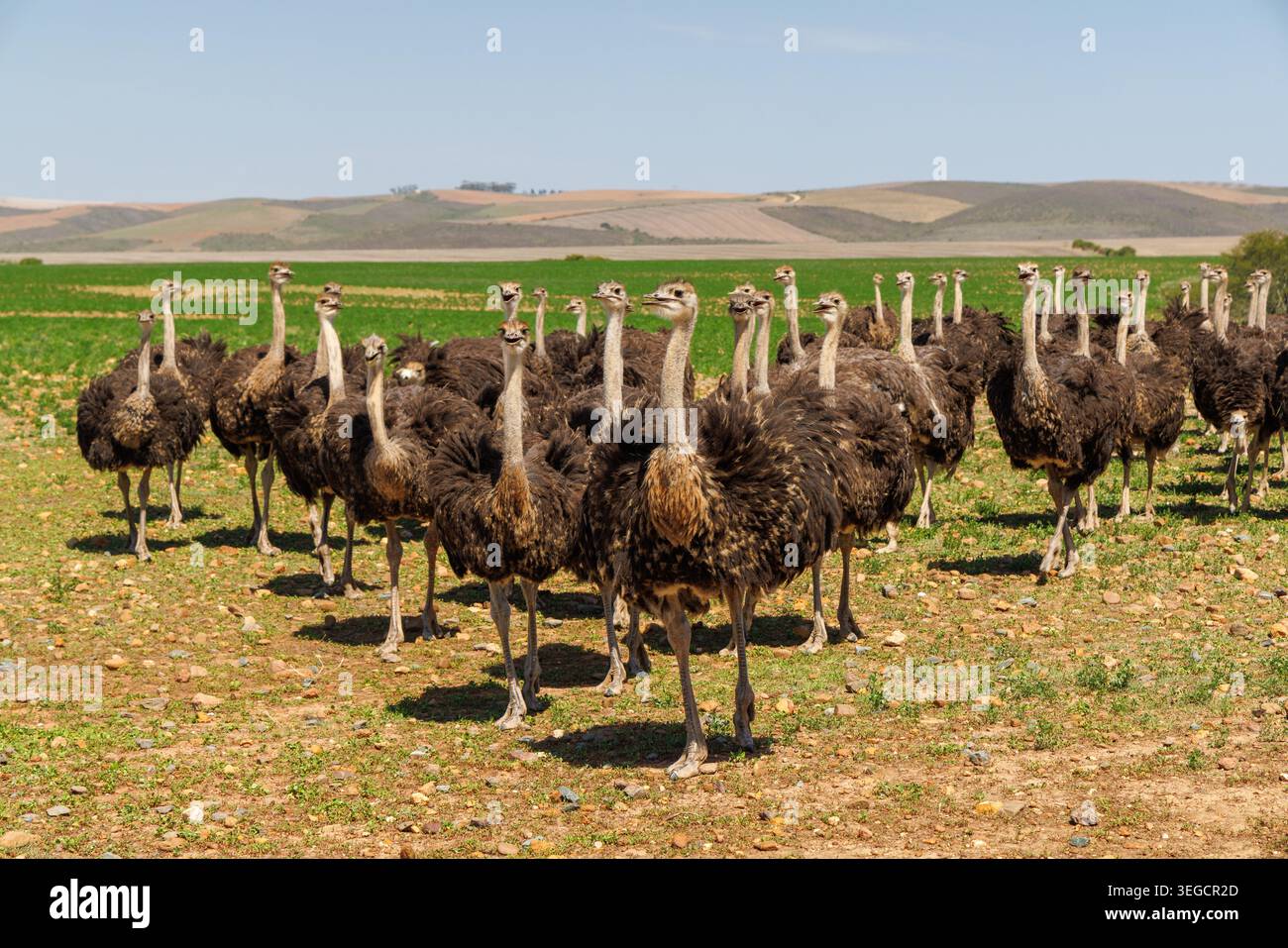 Gruppo di struzzi che camminano attraverso un campo aperto in Sud Africa, il paesaggio della fauna selvatica africana Foto Stock