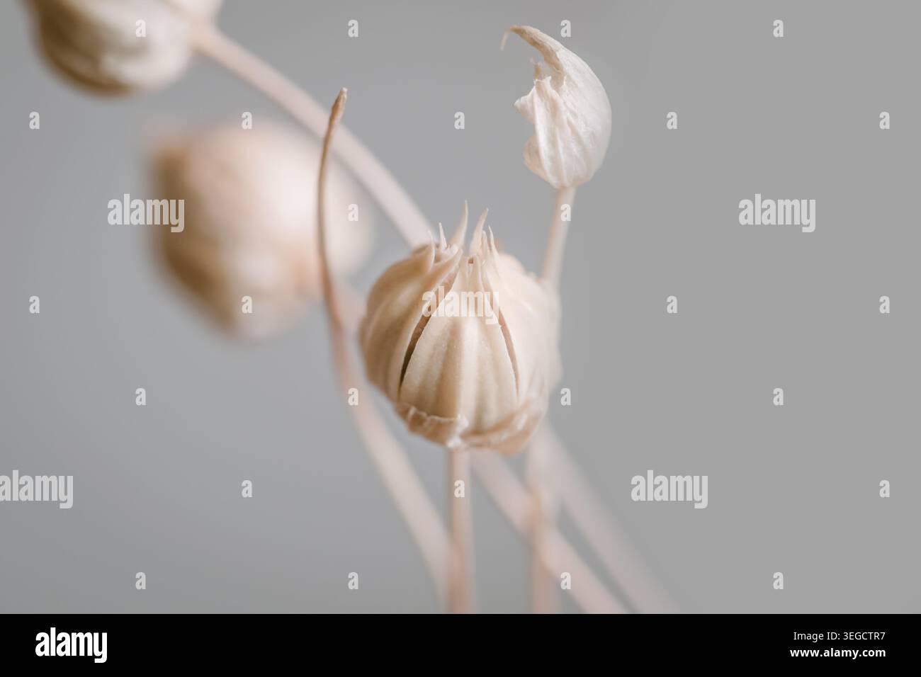Beige splendidi fiori romantici per matrimoni con sfondo pulito e spazio per il testo dell'invito macro Foto Stock