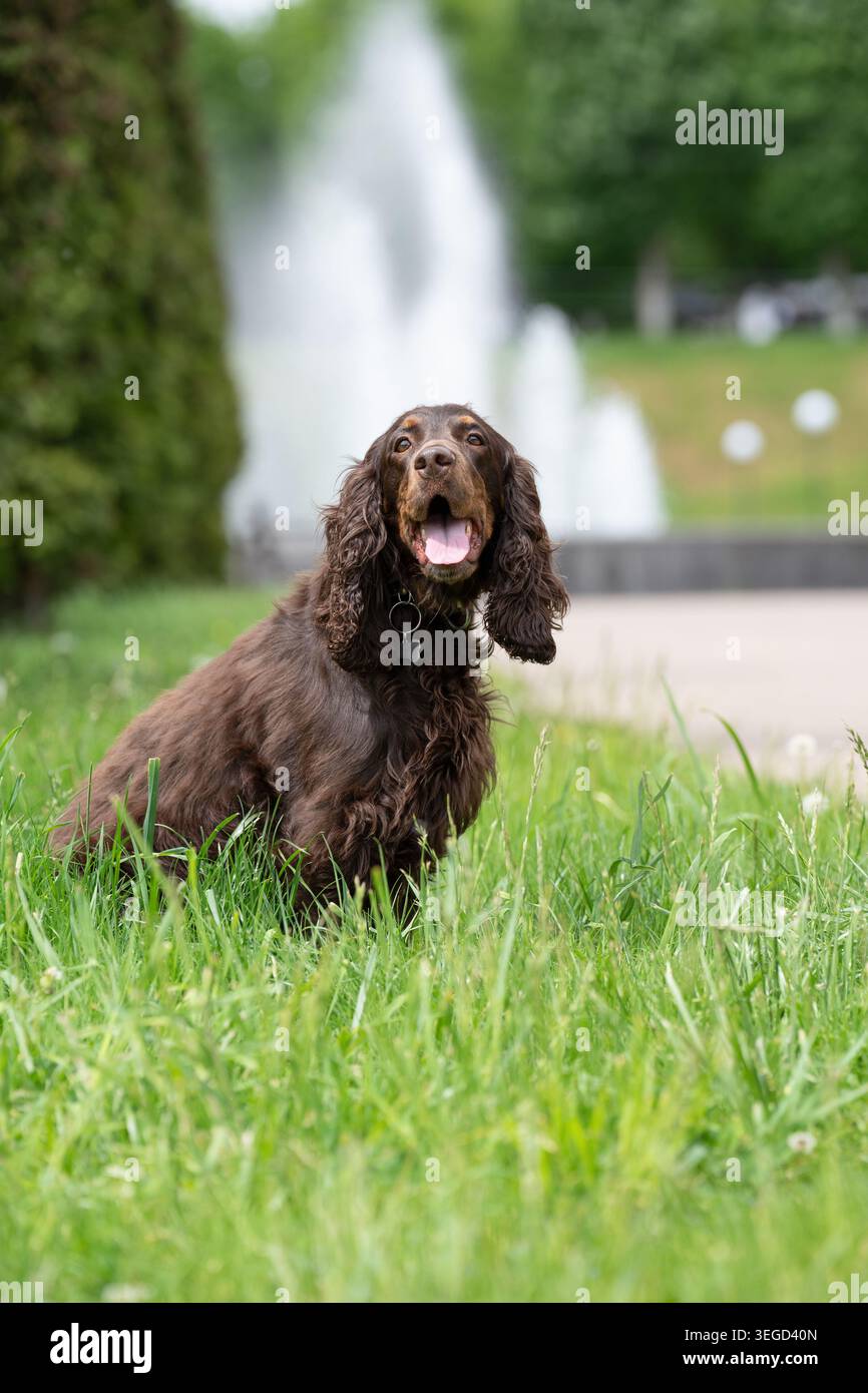 Felice cane spaniel bruno seduto sull'erba verde in un parco pubblico con una fontana sfocata sullo sfondo Foto Stock