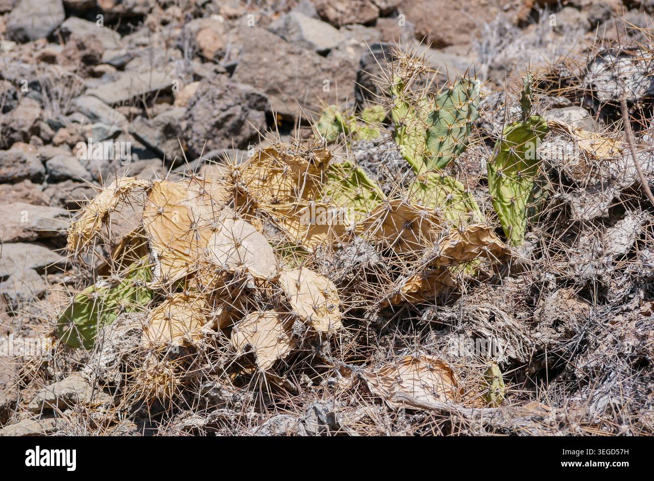 Il cactus di fichi d'India sopravvive in un terreno desertico roccioso e asciutto sotto la luce del sole. Concetto di paesaggio arido, resistenza alla siccità, cambiamento climatico, resilienza Foto Stock
