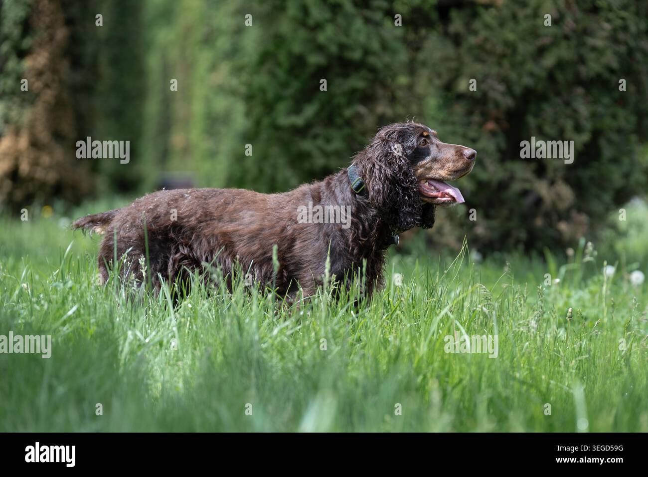 Vista laterale di un cane spaniel marrone in piedi in erba verde su uno sfondo di cespugli verdi in un parco. Carino cane da caccia marrone in piedi su un gre Foto Stock