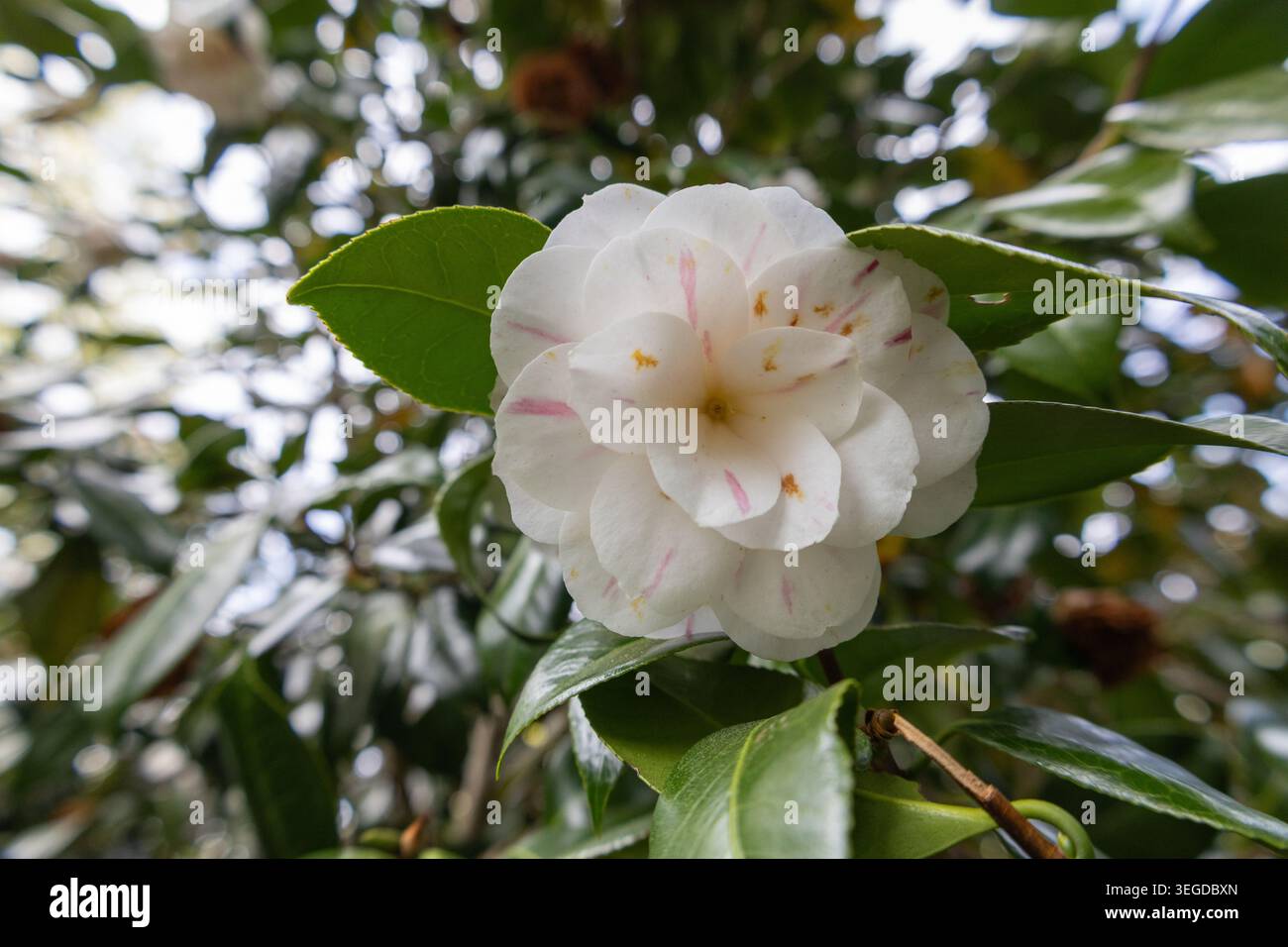 Camellia japonica "April Dawn" Foto Stock