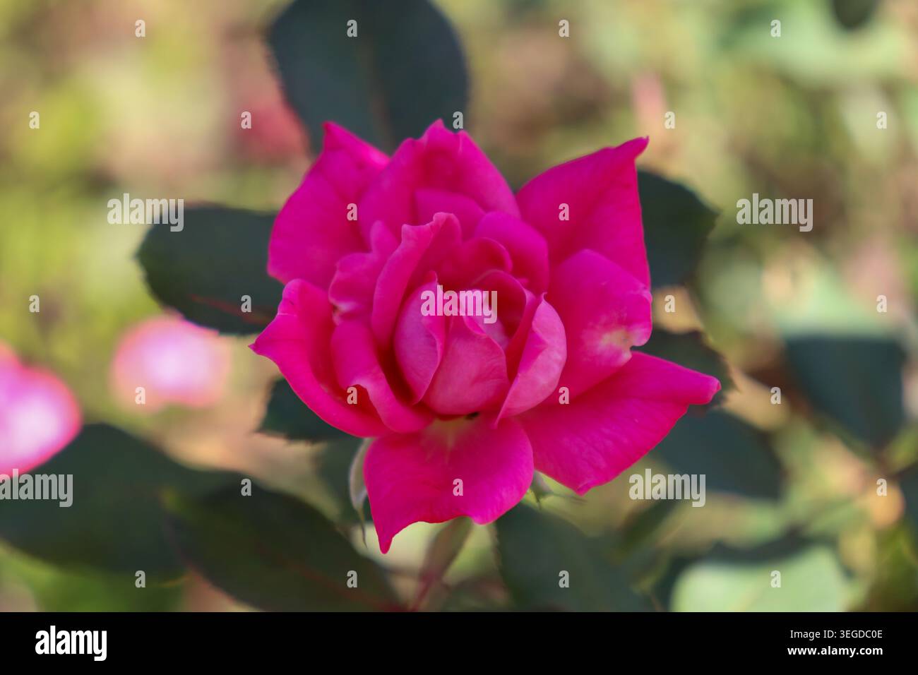 Rosa rosa a doppia uscita Shrub Rose Foto Stock