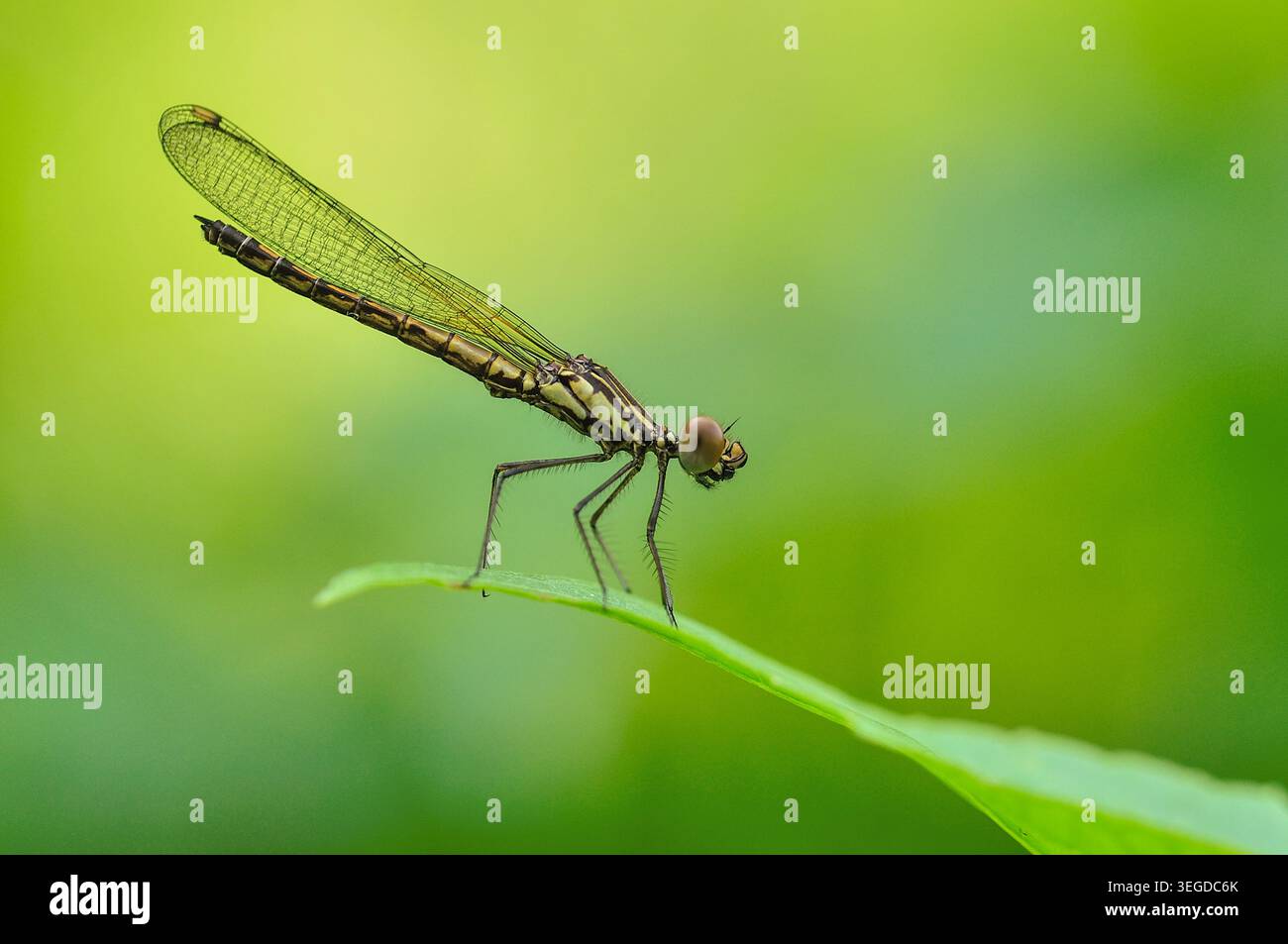 Una damigella sottile arroccata sul bordo di una foglia verde vivace su un morbido sfondo sfocato a Salatiga, Giava centrale, Indonesia. Foto Stock