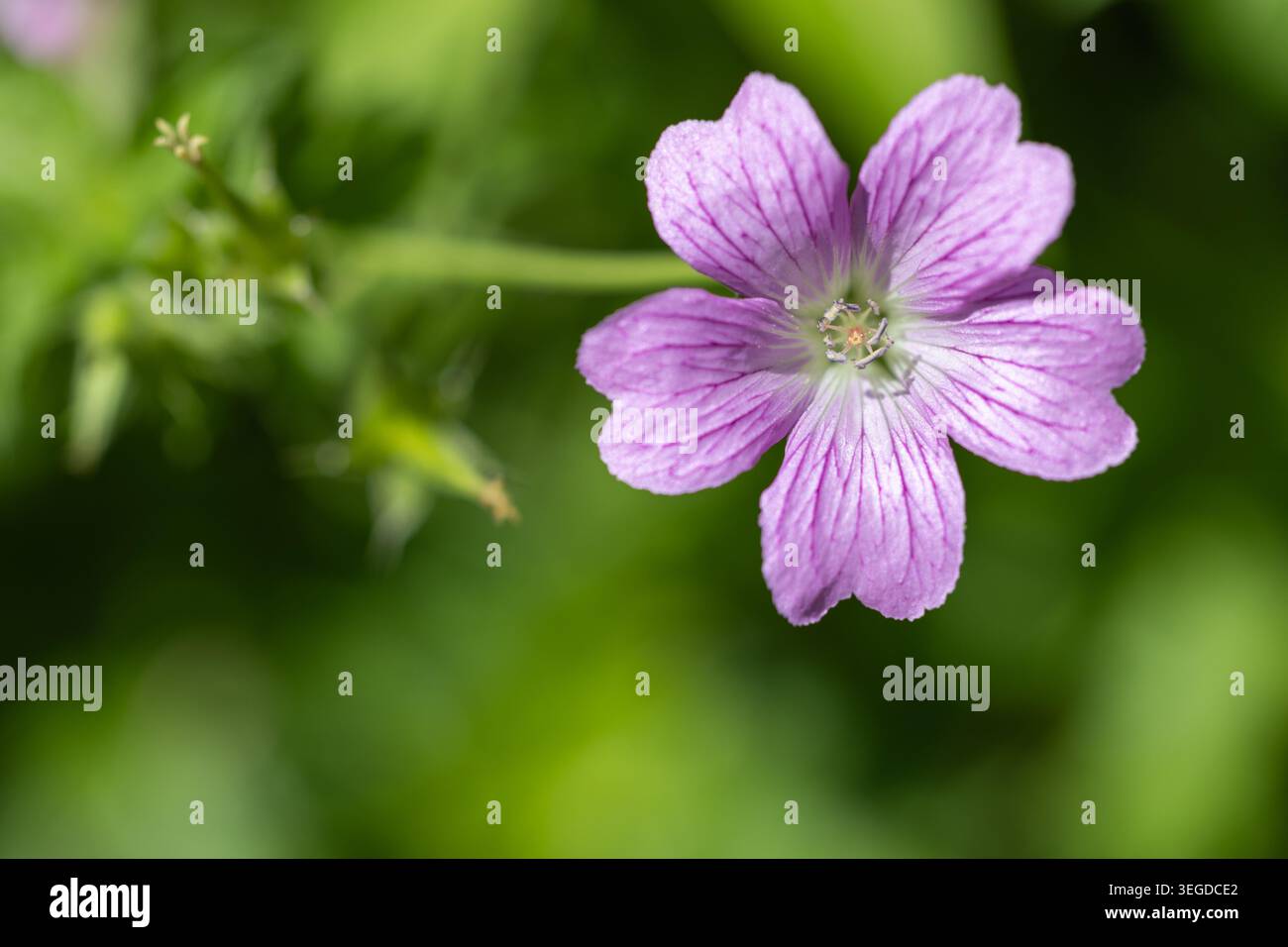 Viola Geranium Foto Stock