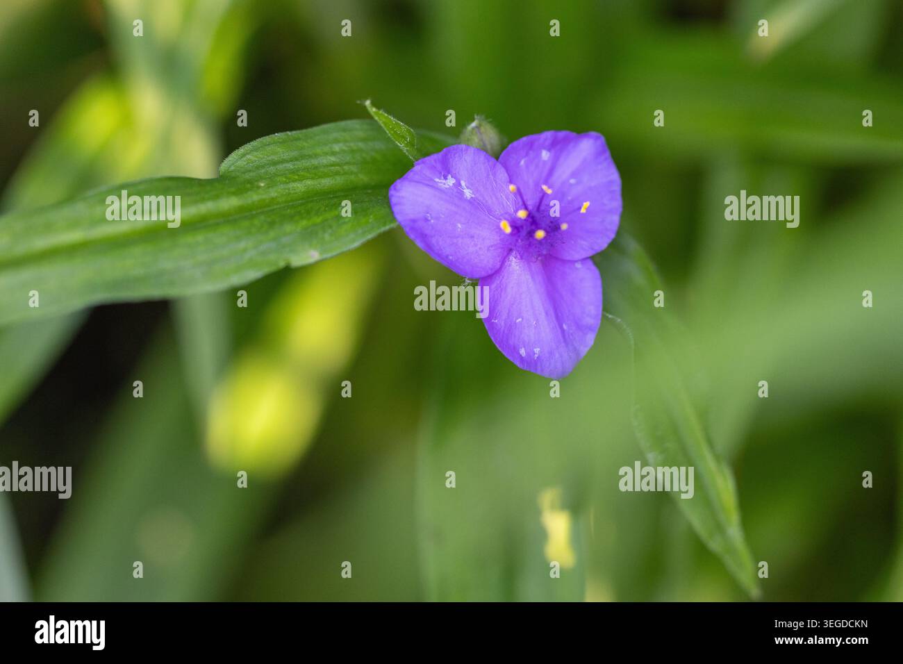 Spiderwort Foto Stock