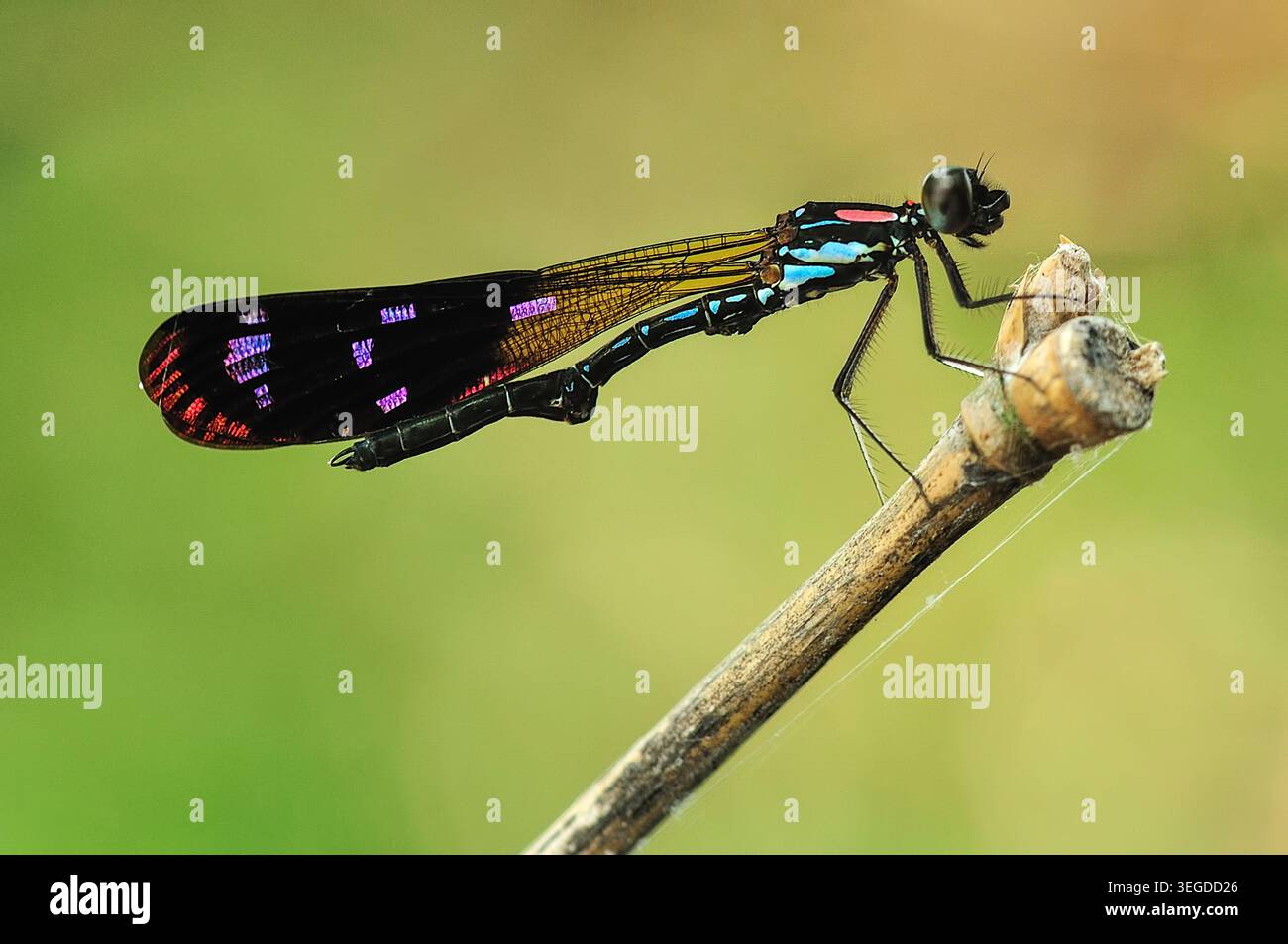 Una damascala colorata con iridescenti cerotti alari viola appollaiati su un ramoscello asciutto su un morbido sfondo verde a Salatiga, Giava centrale, Indonesia. Foto Stock