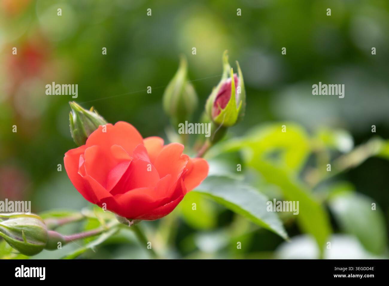 So Easy Double Red Rose Foto Stock