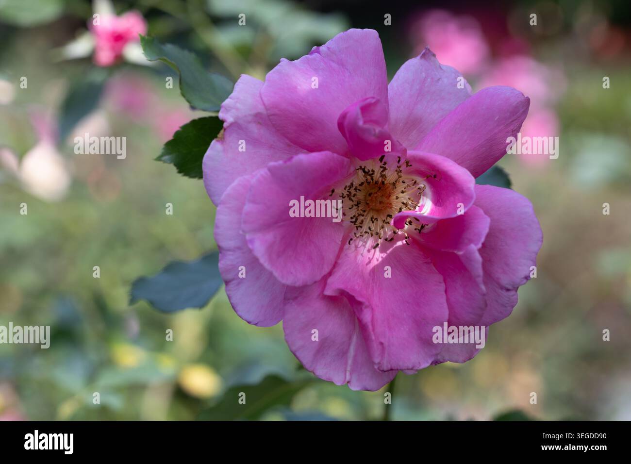 Rosa "Katy Road Pink" Foto Stock