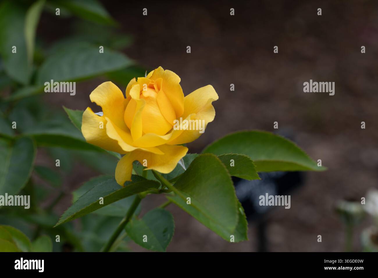 Julia Child Floribunda Rose Foto Stock