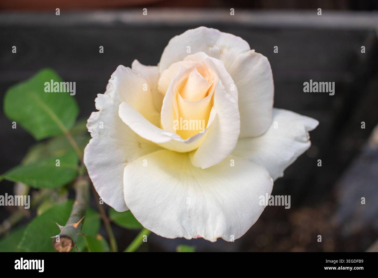 John F. Kennedy Hybrid Tea Rose Foto Stock