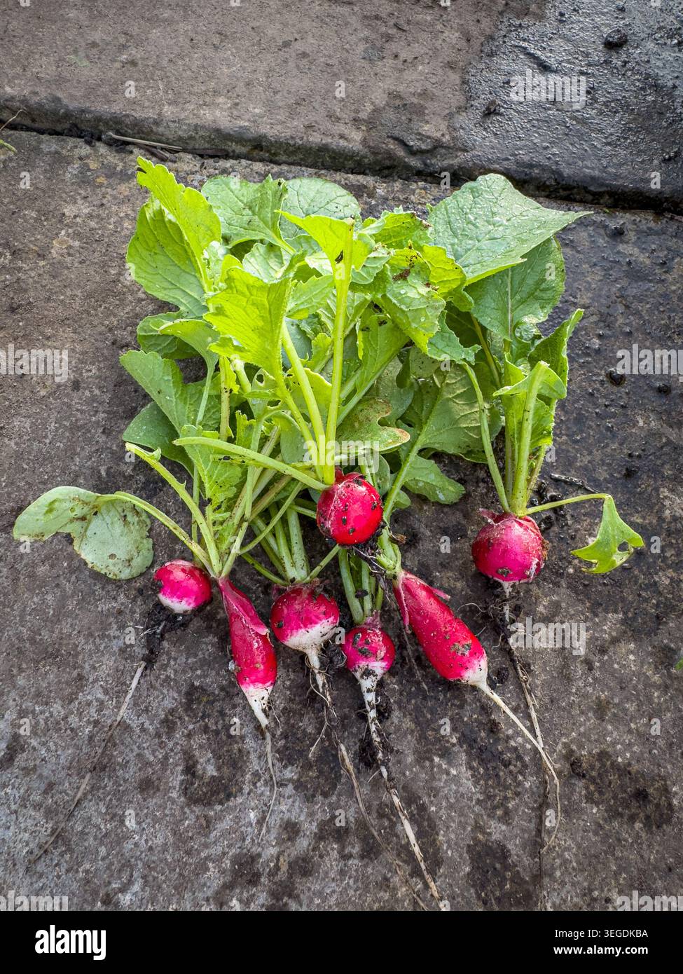 Radiaci appena raccolti con terreno ancora attaccato su un sentiero del giardino. Foto Stock