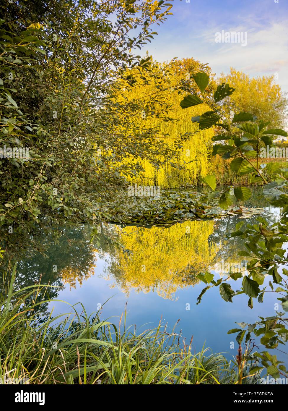 L'albero di salice piangente si riflette nel lago Monet nel sito di nuoto selvaggio della Poolbridge Farm. York Foto Stock