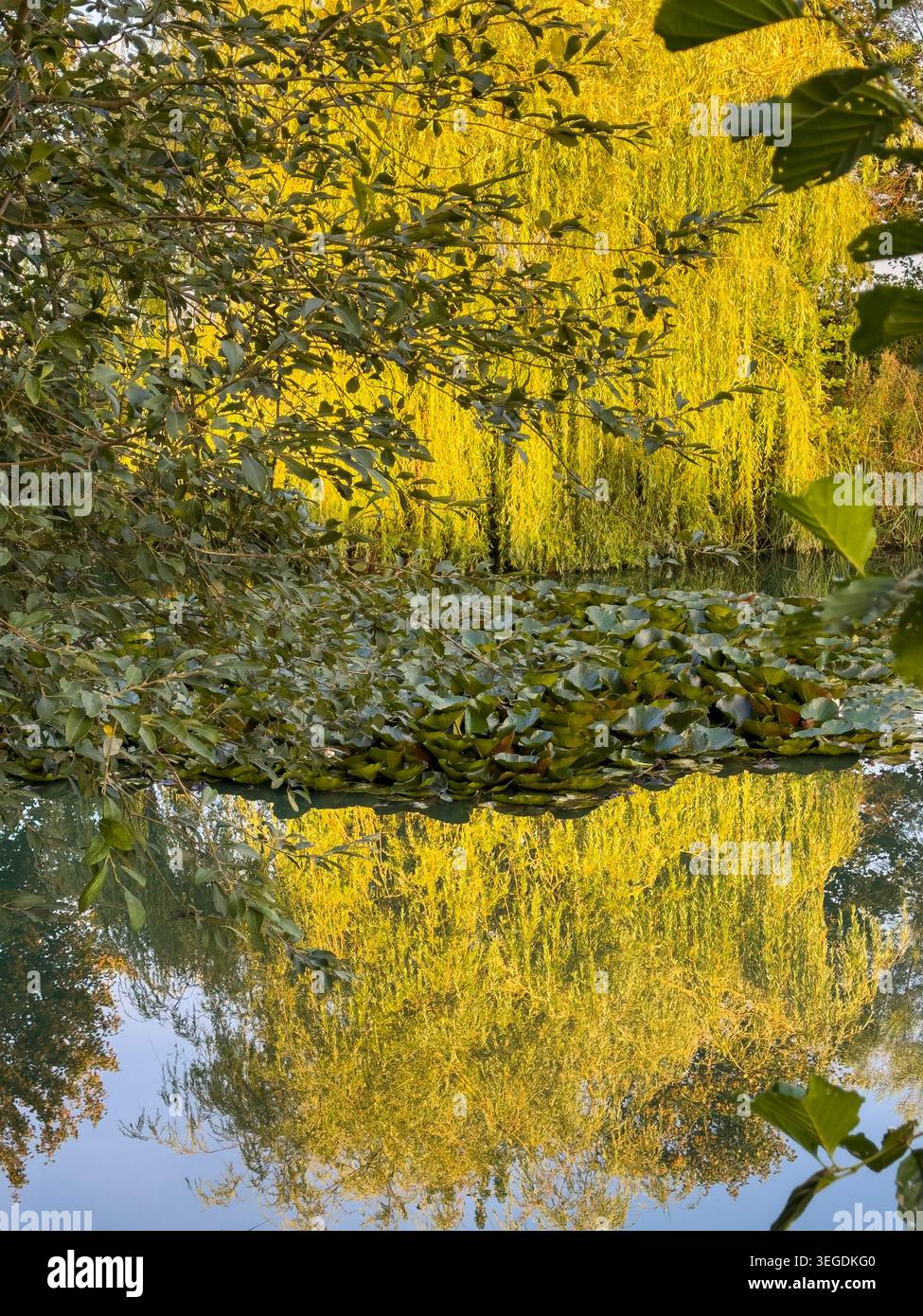 L'albero di salice piangente si riflette nel lago Monet nel sito di nuoto selvaggio della Poolbridge Farm. York Foto Stock