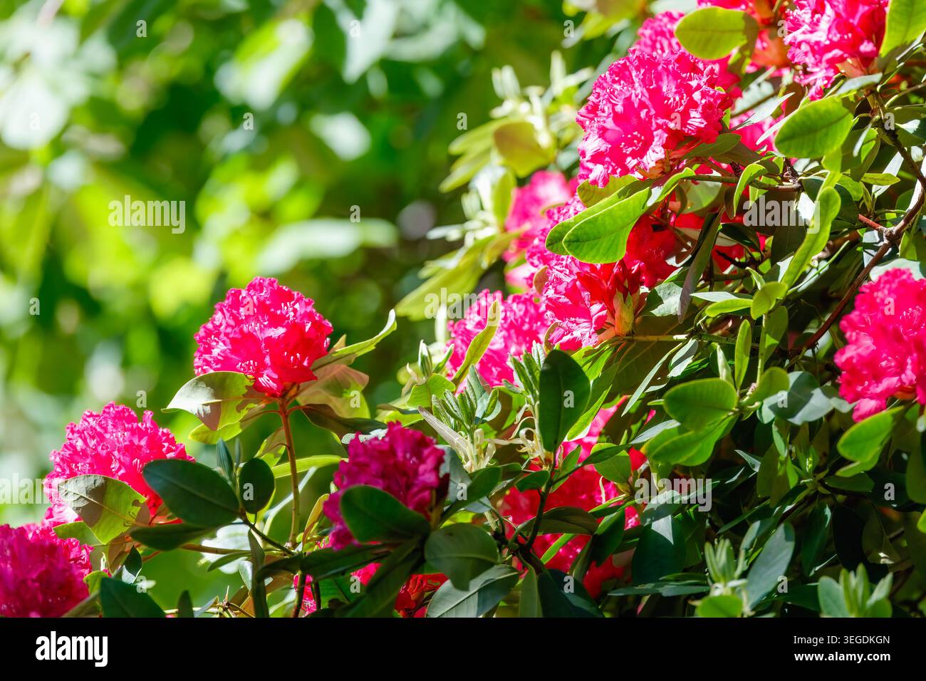 Fiori di rododendro rosa brillanti che fioriscono nel Parco del Palazzo reale, che brillano al sole primaverile tra fresche foglie verdi, Oslo. Norvegia Foto Stock