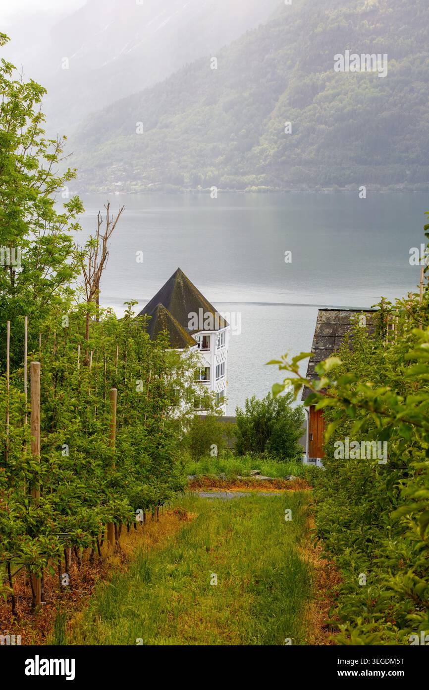 Agricoltura nordica in campagna nel villaggio dei fiordi con frutteti di mele, tranquillo Hardangerfjord e nebbiosi fondali di montagna che plasmano il ritmo locale di S. Foto Stock