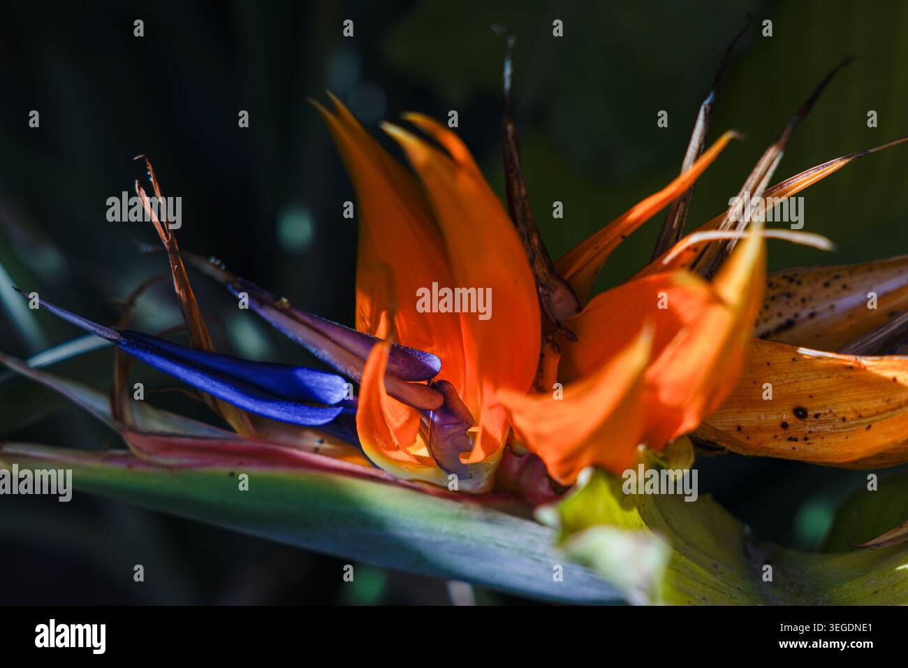 Primo piano di un vivace fiore di un uccello paradisiaco con petali arancioni e accenti blu-viola su uno sfondo scuro e sfocato, una luce naturale spettacolare, Sha Foto Stock