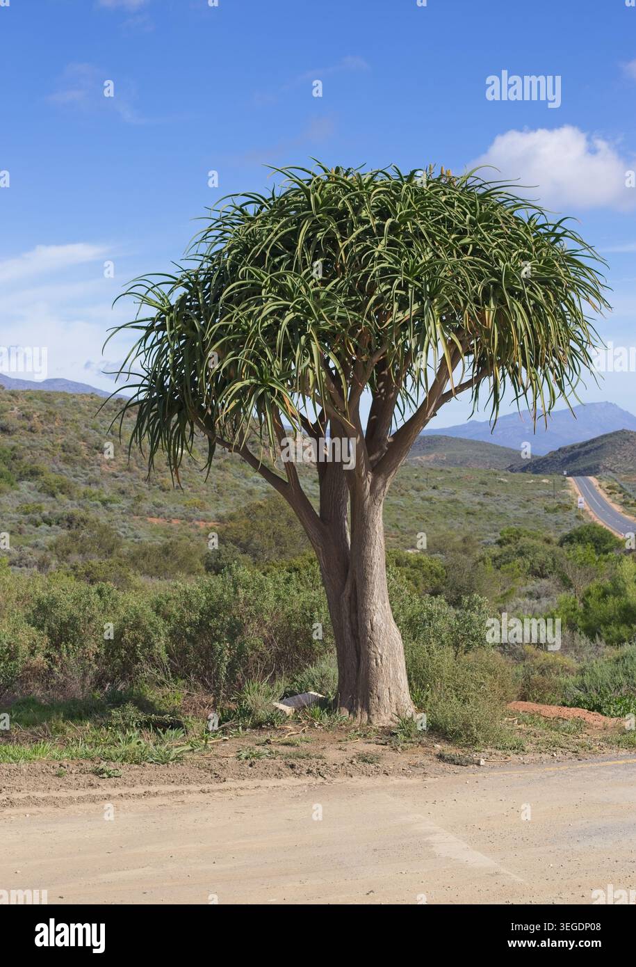 L'Aloe (Aloe barberae) è la specie più grande del genere Aloe. È originaria delle regioni costiere del Sudafrica e del Mozambico. Foto Stock