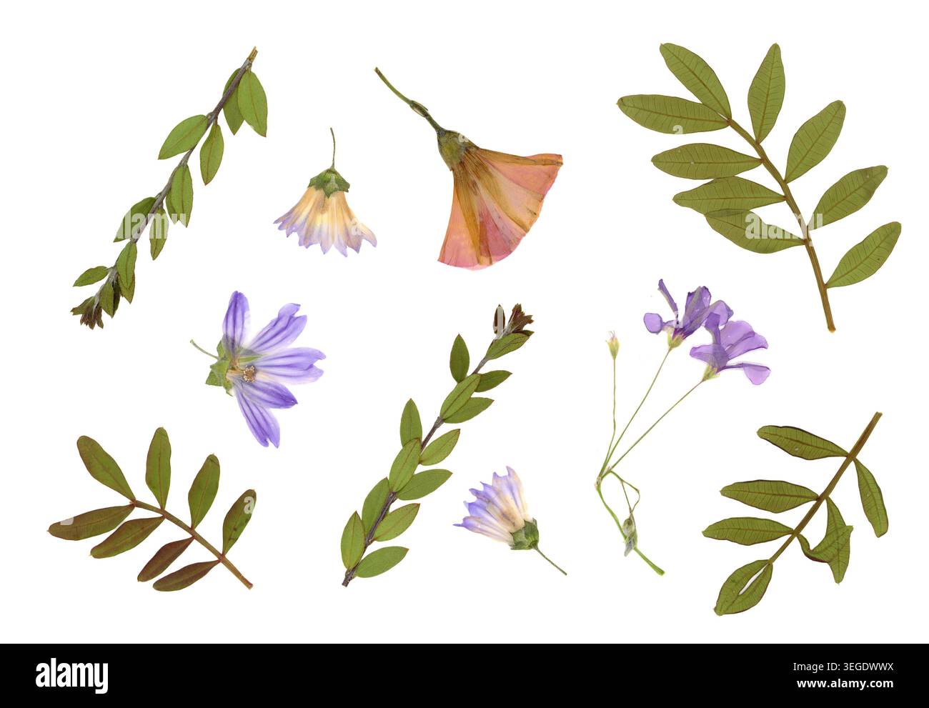 La collezione di erbari comprende vari fiori secchi pressati e foglie verdi isolate su sfondo bianco. La composizione piatta mostra delicati dettagli Foto Stock