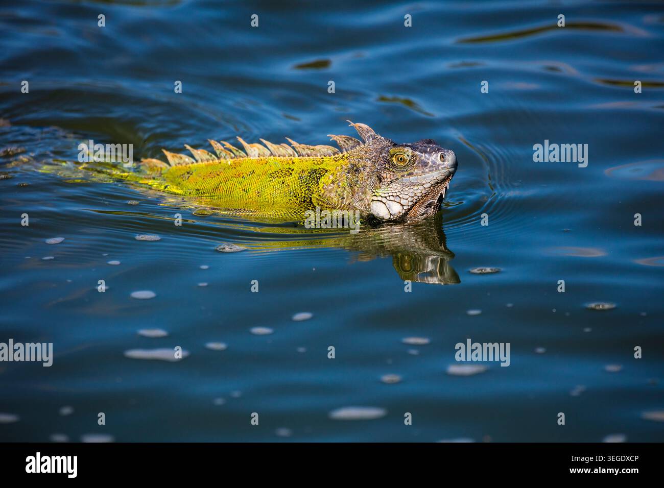 Un'iguana verde, l'iguana Iguana, sta nuotando e attraversando il Rio Chagres nel parco nazionale di Soberania, provincia di Colon, Repubblica di Panama, America centrale. Foto Stock