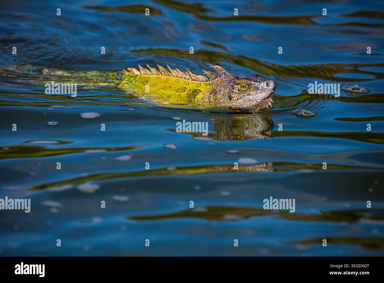 Un'iguana verde, l'iguana Iguana, sta nuotando e attraversando il Rio Chagres nel parco nazionale di Soberania, provincia di Colon, Repubblica di Panama, America centrale. Foto Stock