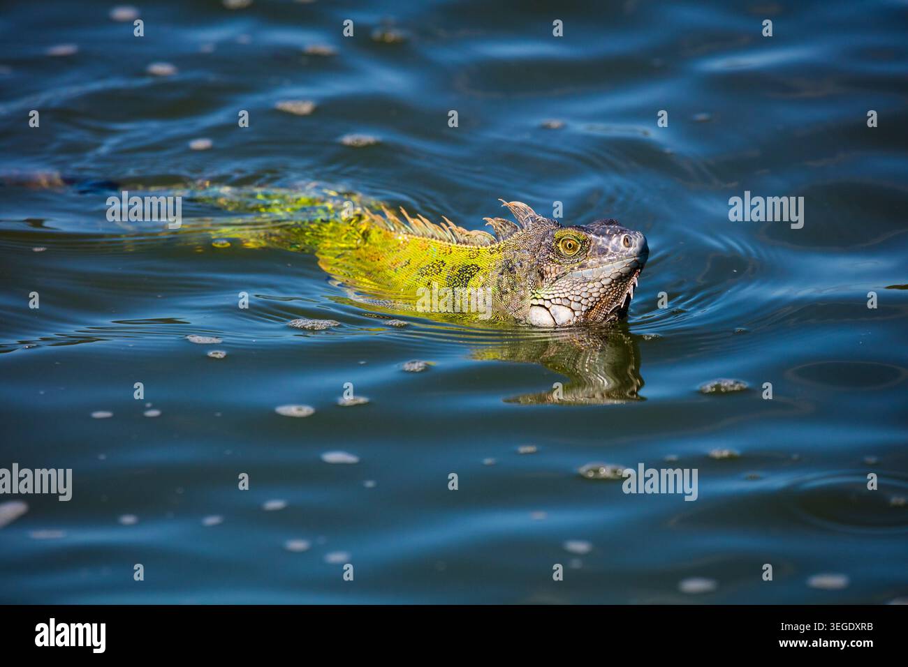 Un'iguana verde, l'iguana Iguana, sta nuotando e attraversando il Rio Chagres nel parco nazionale di Soberania, provincia di Colon, Repubblica di Panama, America centrale. Foto Stock