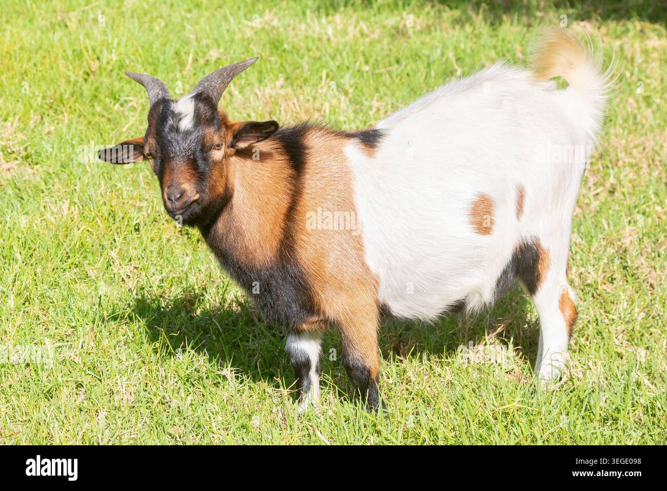 Giovane ariete di otto mesi capra pigmea africana, capra nana, capra in miniatura in campo agricolo Foto Stock