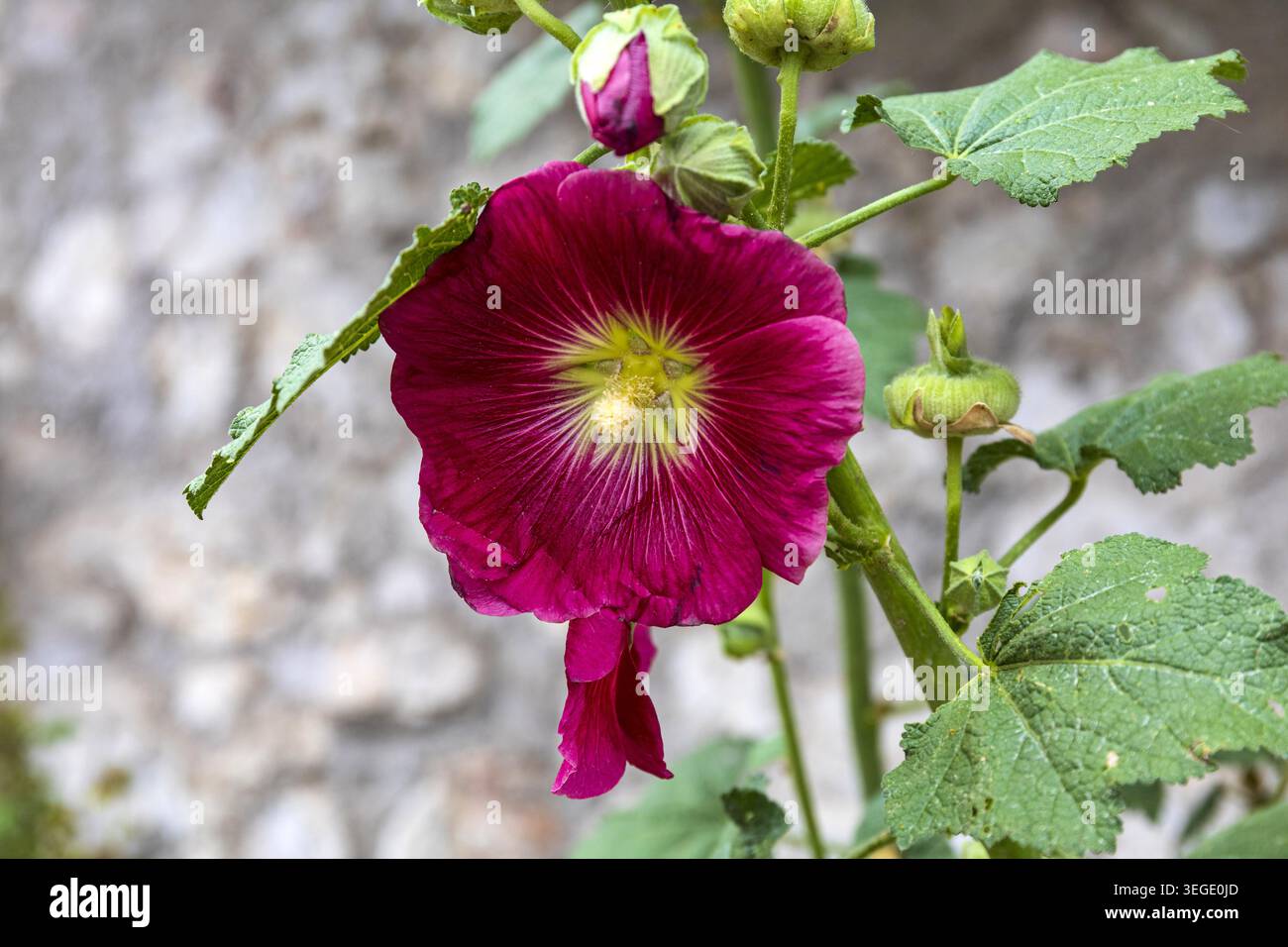 Fiore di hollyhock rosa brillante che cresce in un giardino di un villaggio a Hallstatt, Austria. Dettagli floreali estivi con morbido sfondo naturale. Foto Stock