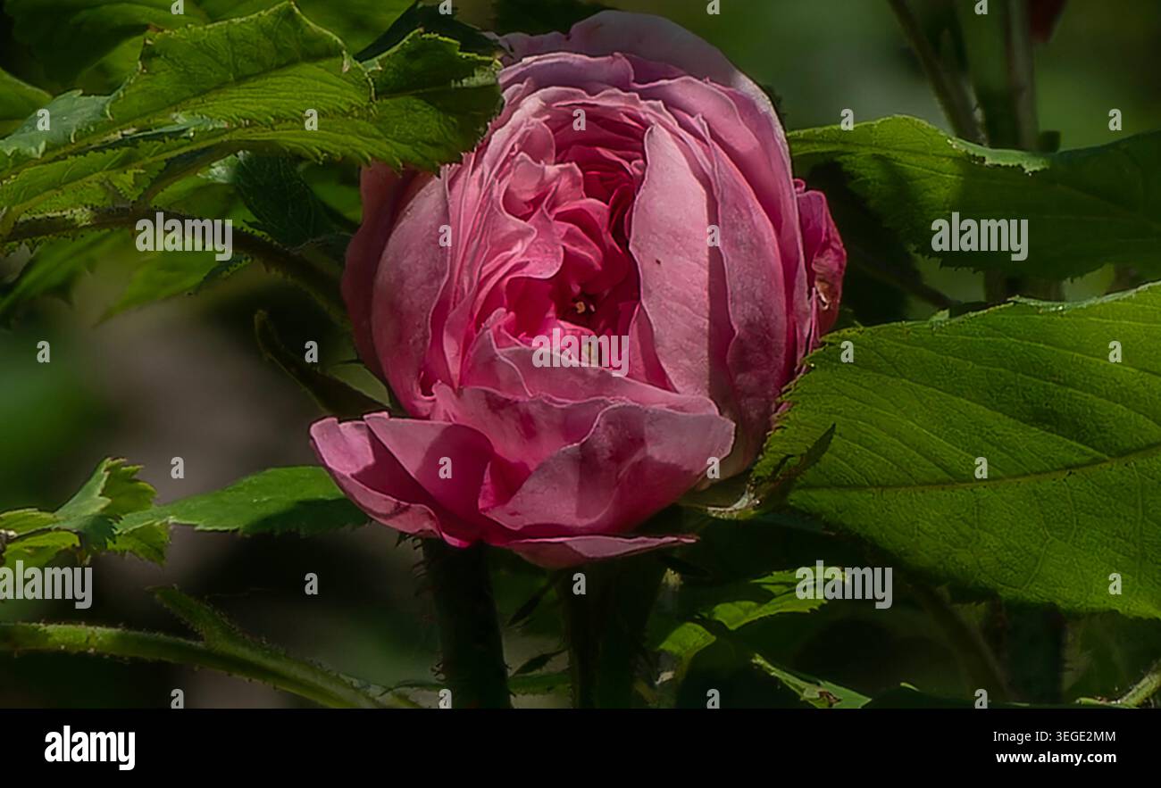 Una rosa rosa polverosa in un angolo tranquillo del giardino Foto Stock