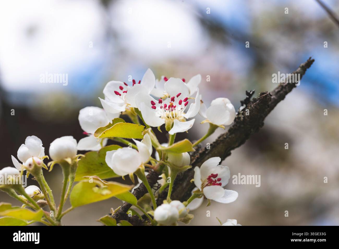 Un ramo contiene diversi fiori di ciliegio bianco mentre i boccioli si preparano ad aprirsi. La luce del sole filtra attraverso gli alberi vicini in un giardino durante la primavera. Lo scen Foto Stock