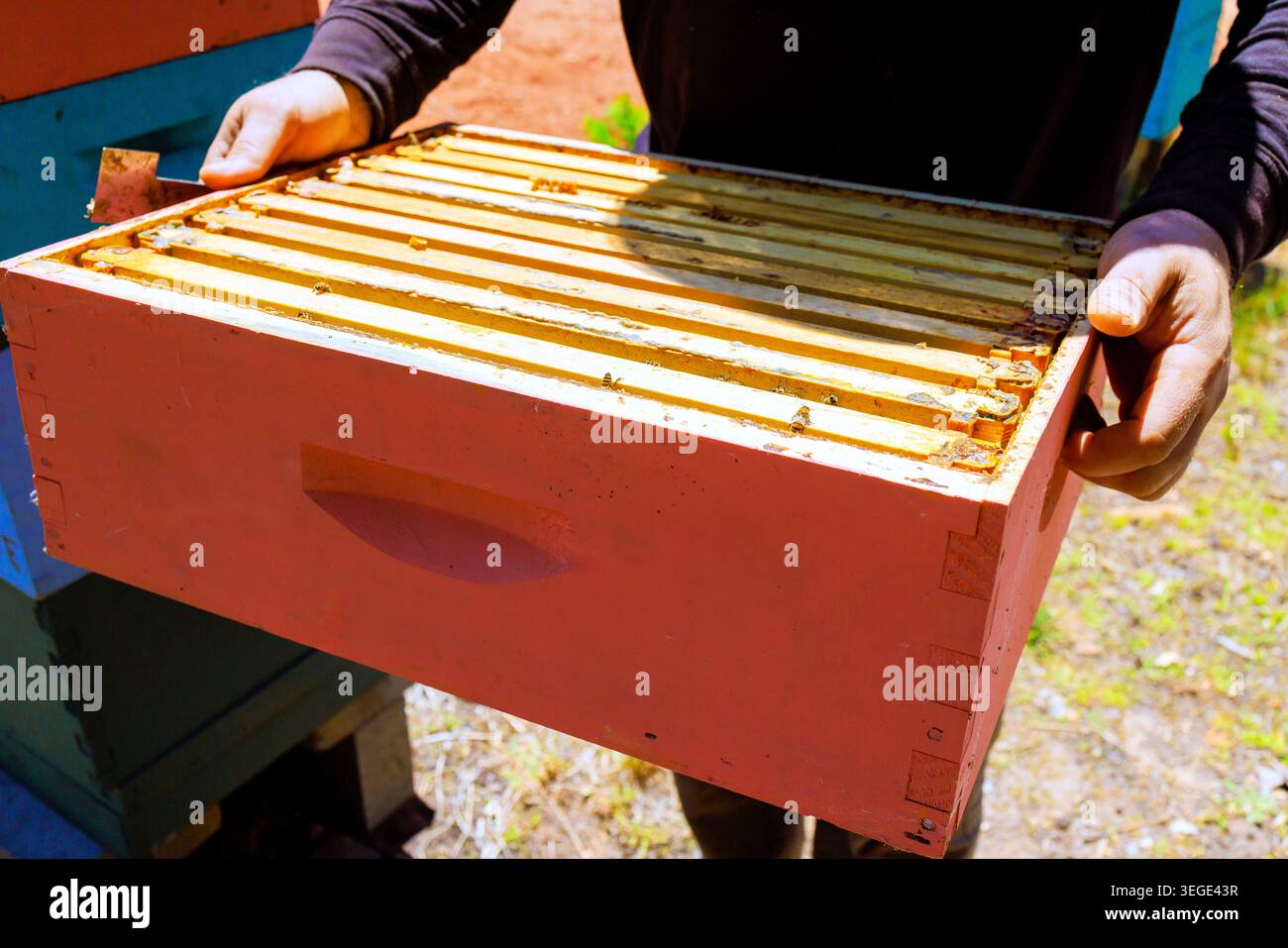 Il lavoratore apicoltore controlla la struttura dell'alveare all'esterno in primavera, osservando le api e garantendo al contempo l'attività di salute dell'alveare. Foto Stock
