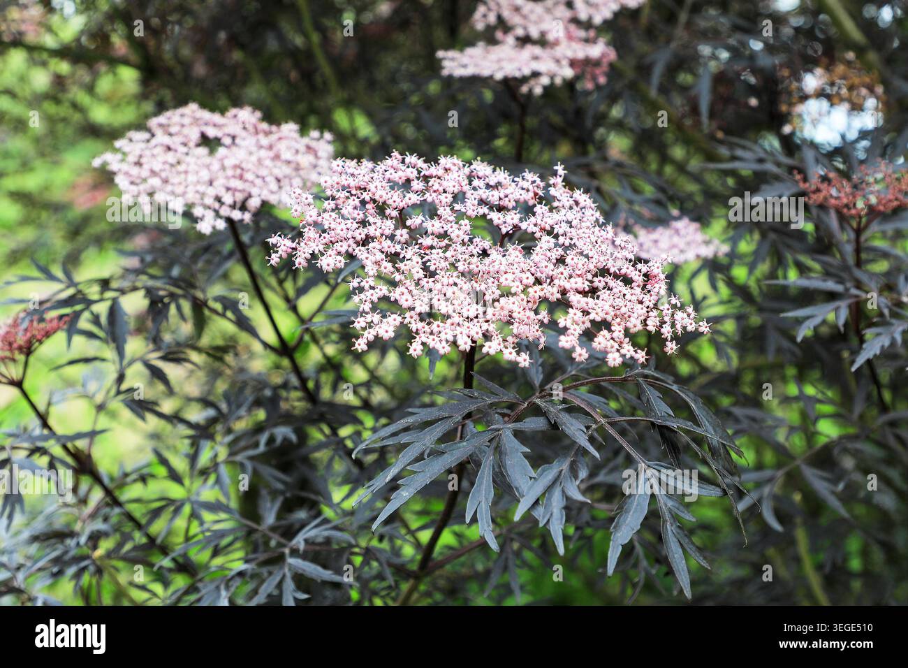Le teste dei fiori rosa di un Black Elder Sambuca Plant, Sambucus nigra "Black Lace", Inghilterra, Regno Unito Foto Stock