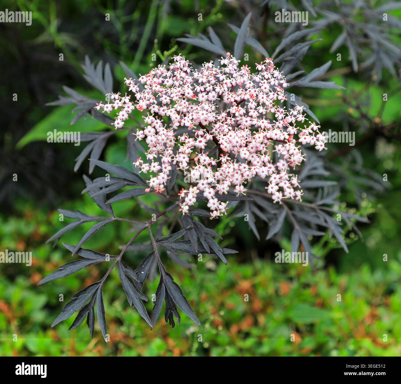 Le teste dei fiori rosa di un Black Elder Sambuca Plant, Sambucus nigra "Black Lace", Inghilterra, Regno Unito Foto Stock