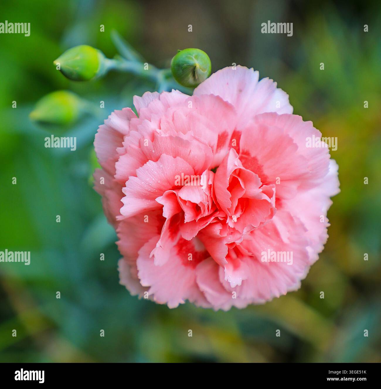 La testa del fiore rosa di un fiore di garofano (Dianthus caryophyllus), Inghilterra, Regno Unito Foto Stock