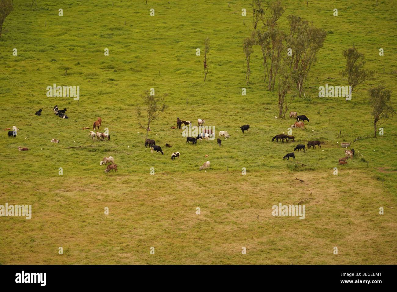 Vista ad alto angolo del bestiame, tra cui bestiame e cavalli, che pascolano liberamente in un lussureggiante pascolo rurale con alberi sparsi Foto Stock