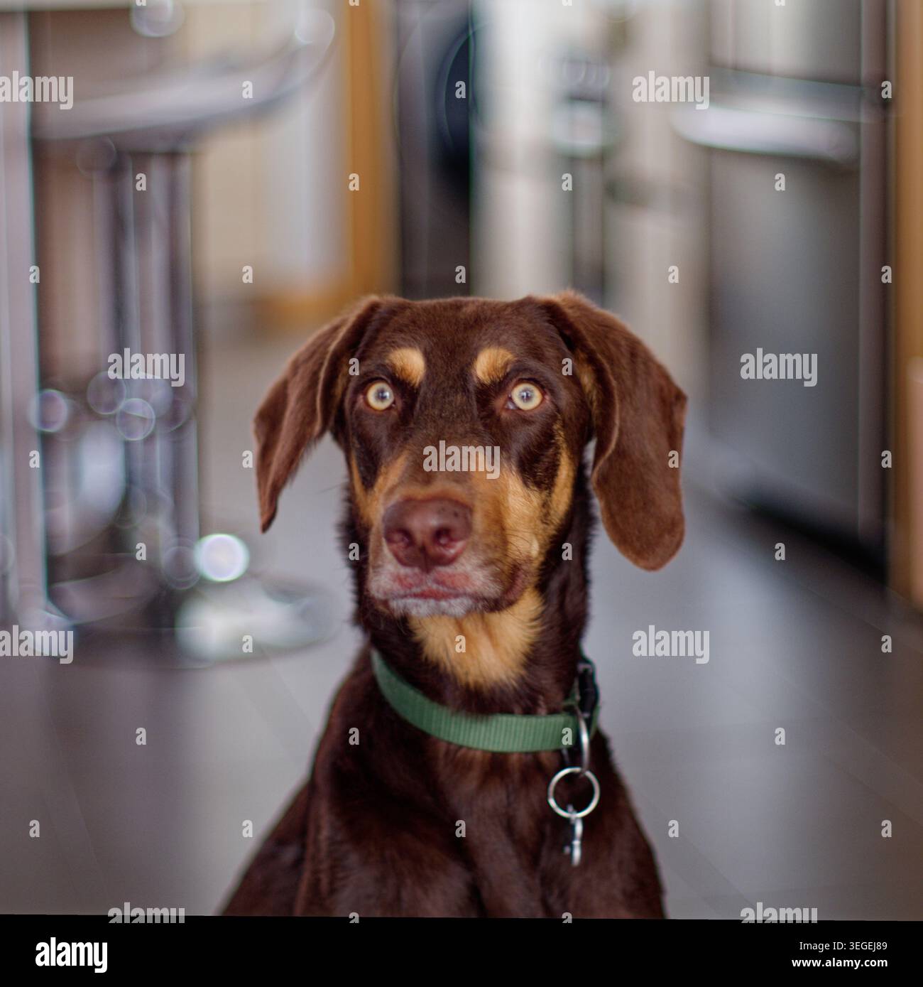 Cane Doberman dagli occhi chiari marrone con una cucina sullo sfondo. Foto Stock