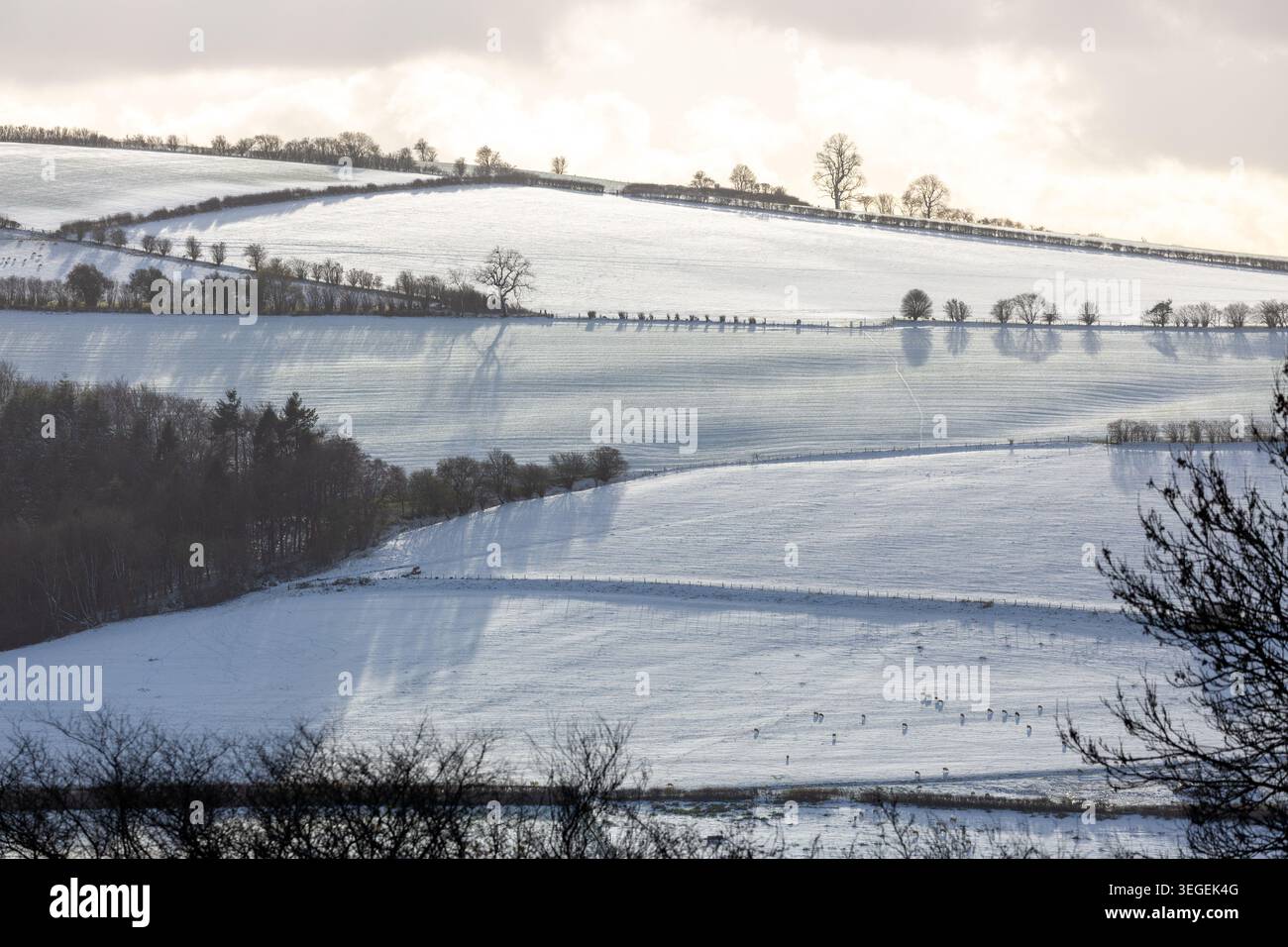 Campagna innevata nello Shropshire, Inghilterra Foto Stock