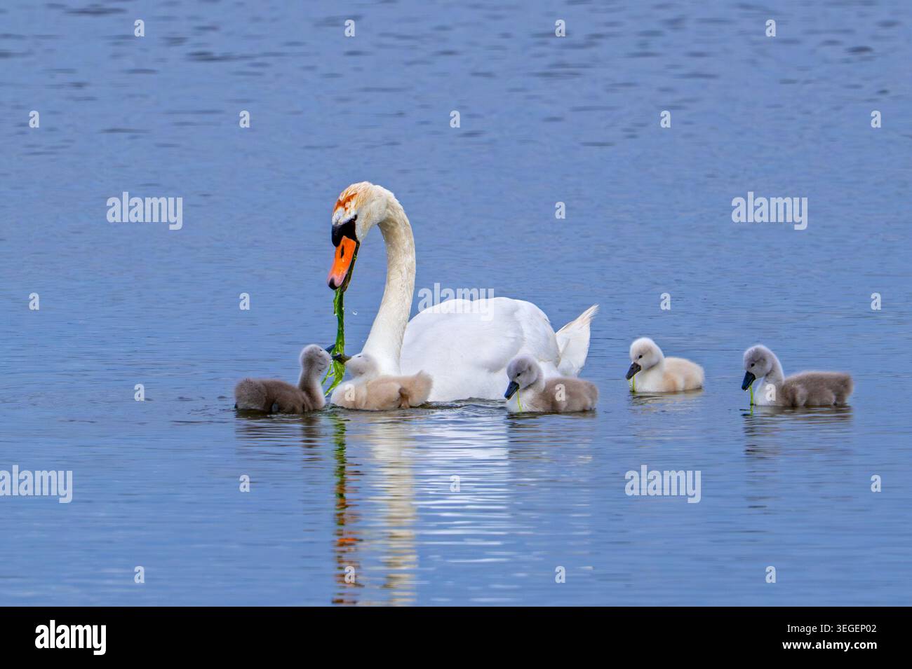 Cigno muta (Cygnus olor) femmina adulta che alimenta la vegetazione acquatica a cinque cignette nel lago in primavera Foto Stock